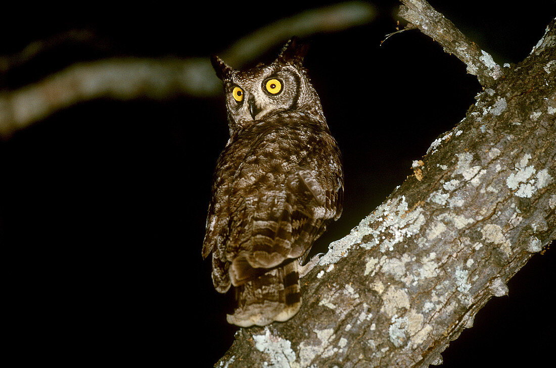 Eagle Owl (Bubo sp.)