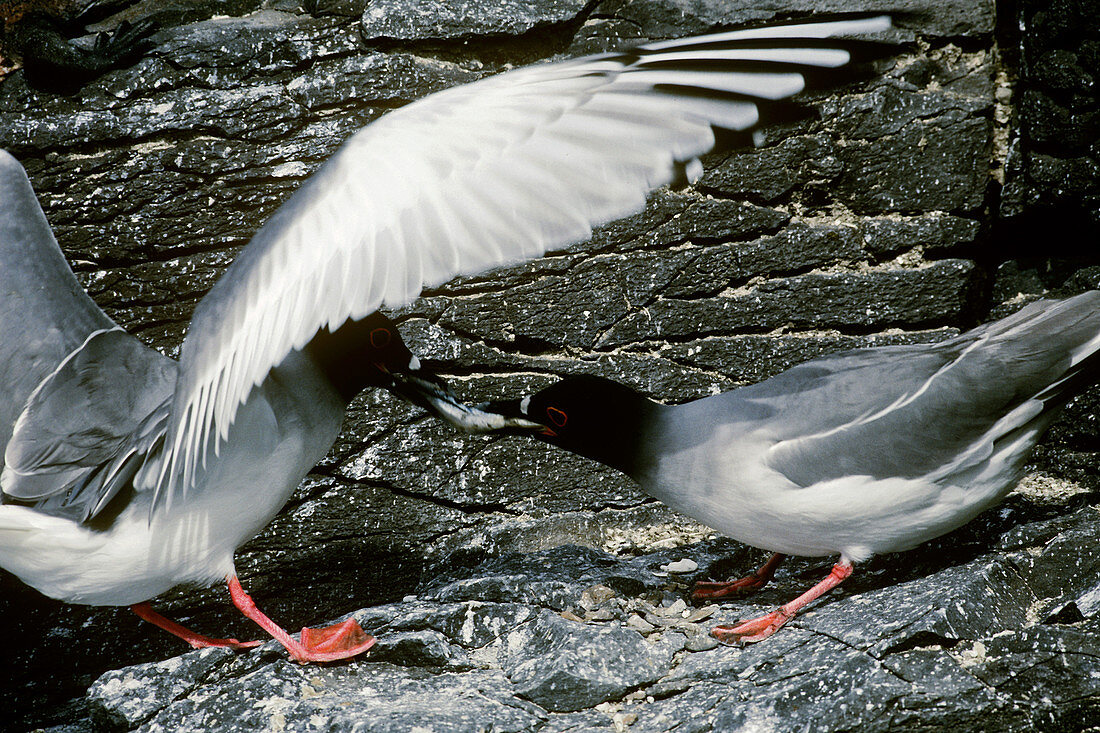 Swallow-Tailed Gulls