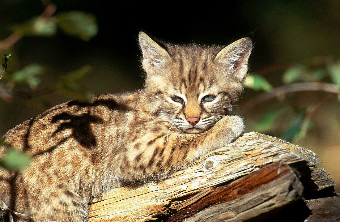 Bobcat kitten (Lynx rufus)
