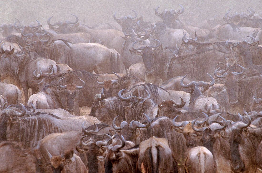 Wildebeest herd migrating