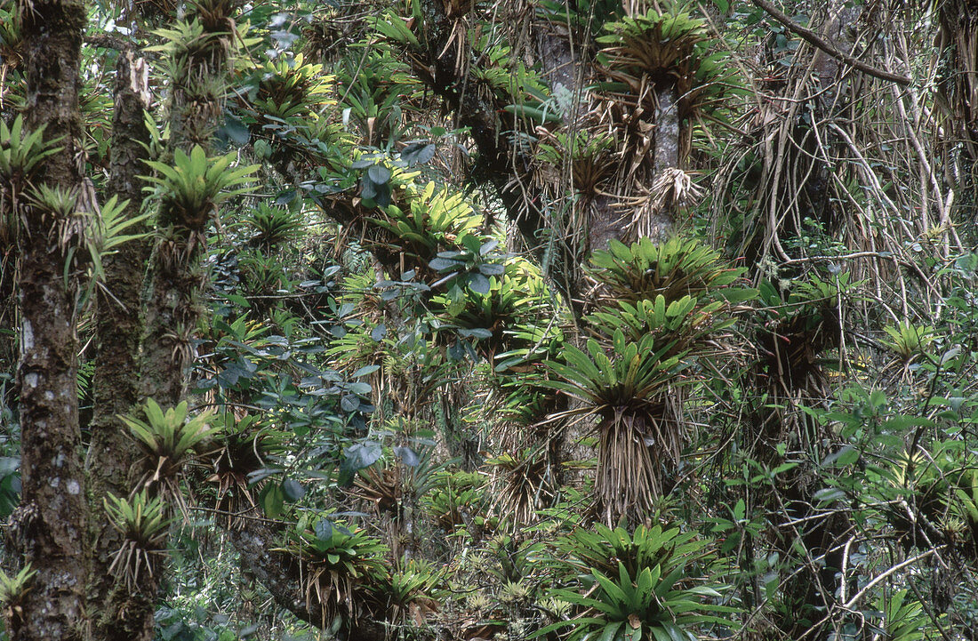Bromeliads and other Epiphytes