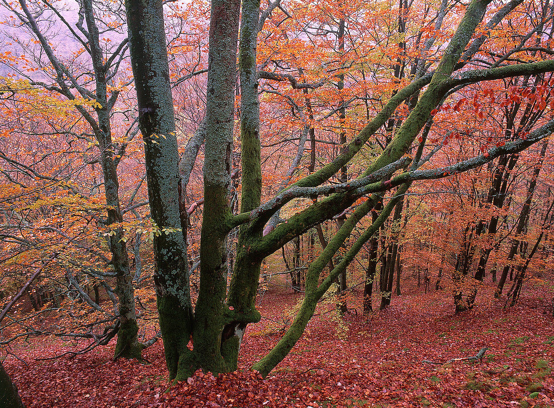 Autumn woods in Sweden