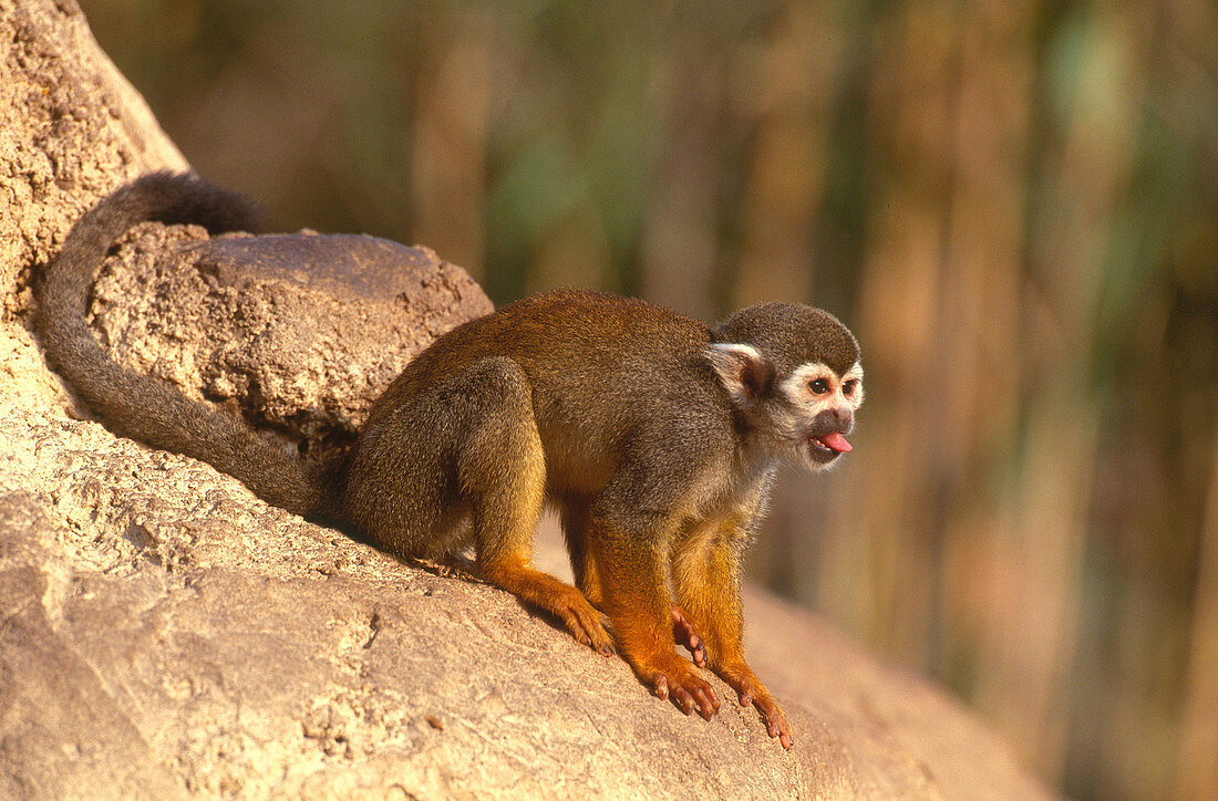 Squirrel monkey