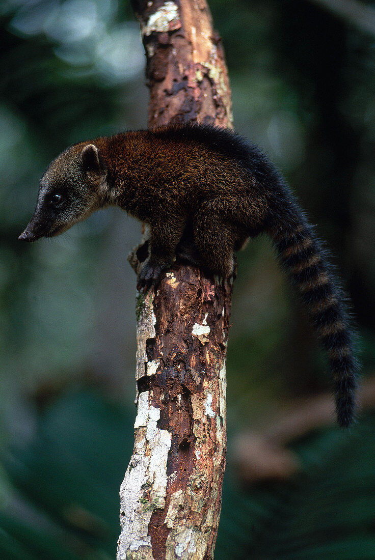 Southern Coati