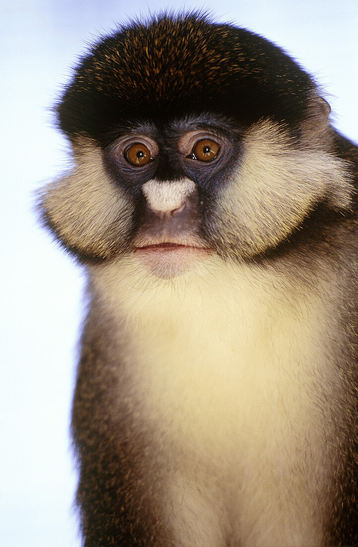 Lesser White-nosed Monkey