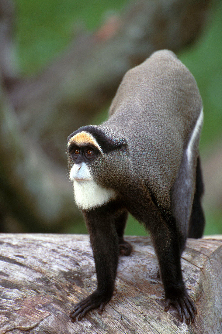 De Brazza's Monkey