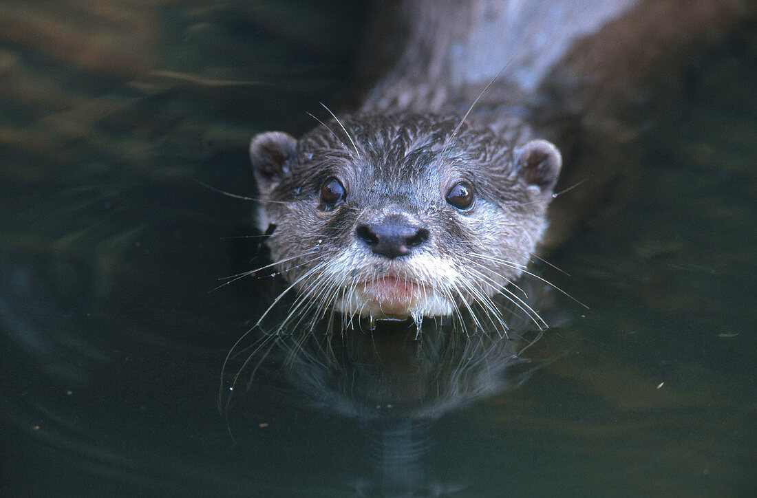 Oriental Small-clawed Otter