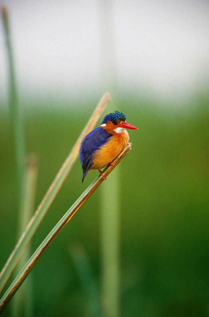 Malachite Kingfisher