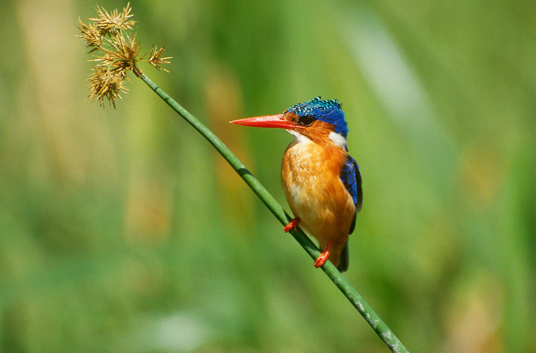 Malachite Kingfisher