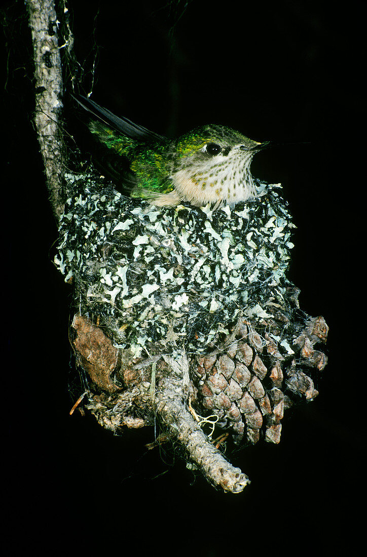 Calliope Hummingbird in Nest