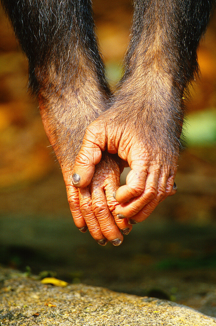 Chimpanzee hands