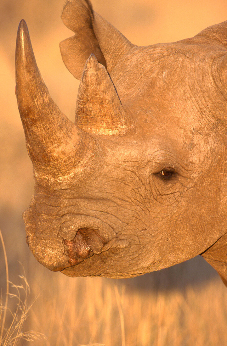 Black Rhinoceros