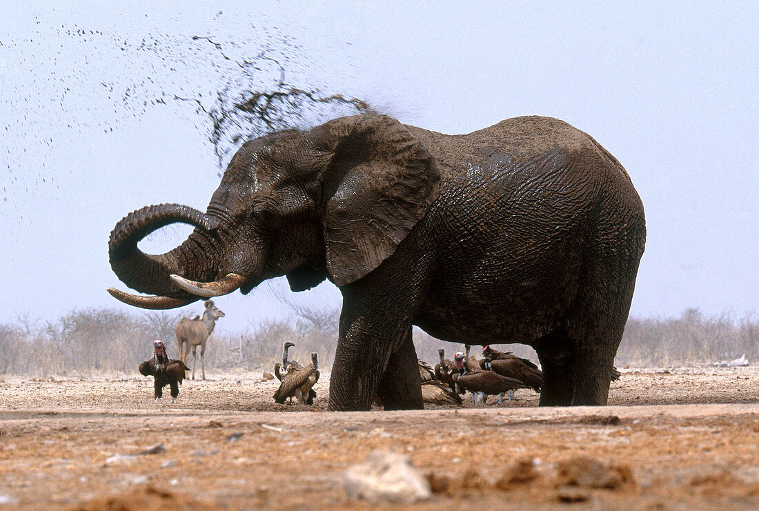 African Elephant Bathing
