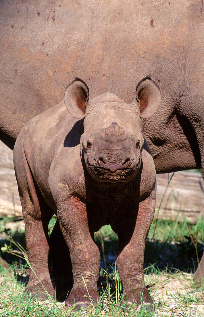 Black Rhinoceros