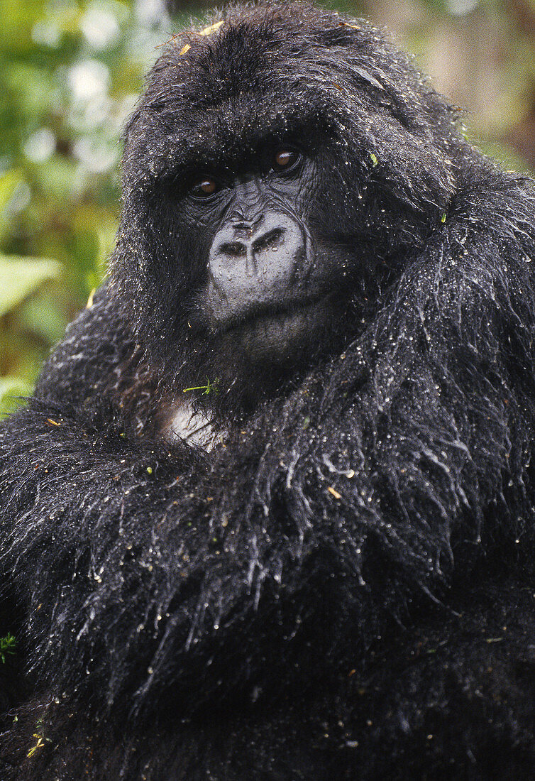 Mountain gorilla,Rwanda