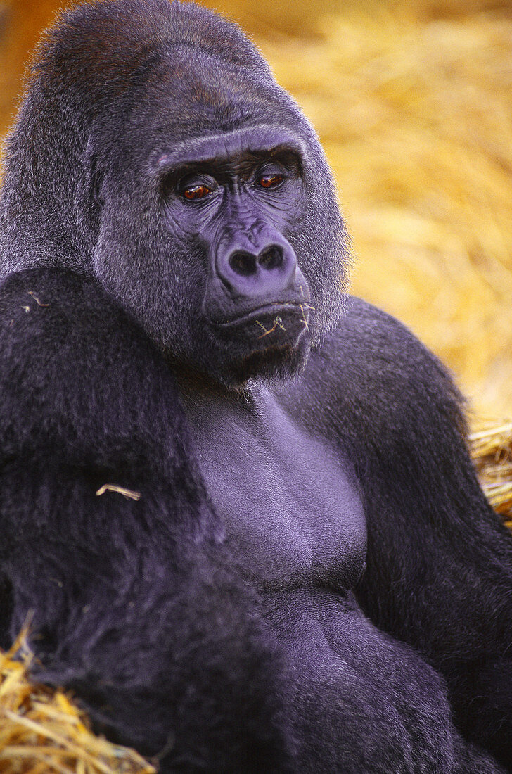 Lowland gorilla
