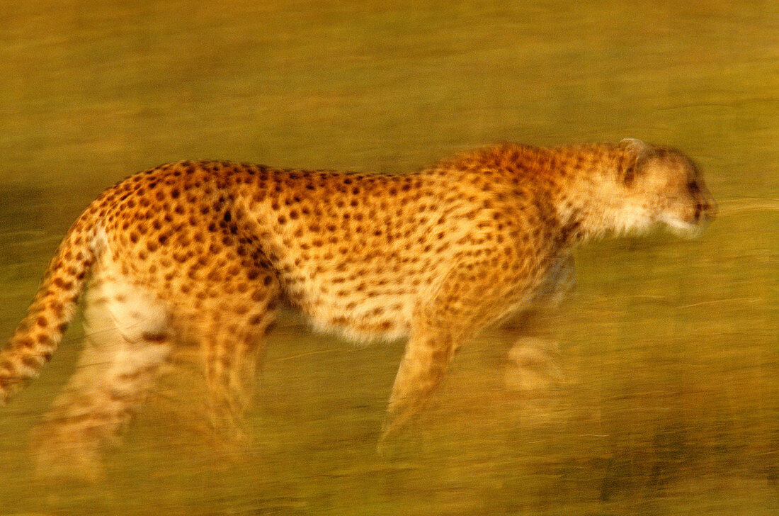 Cheetah,Masai Mara,Kenya