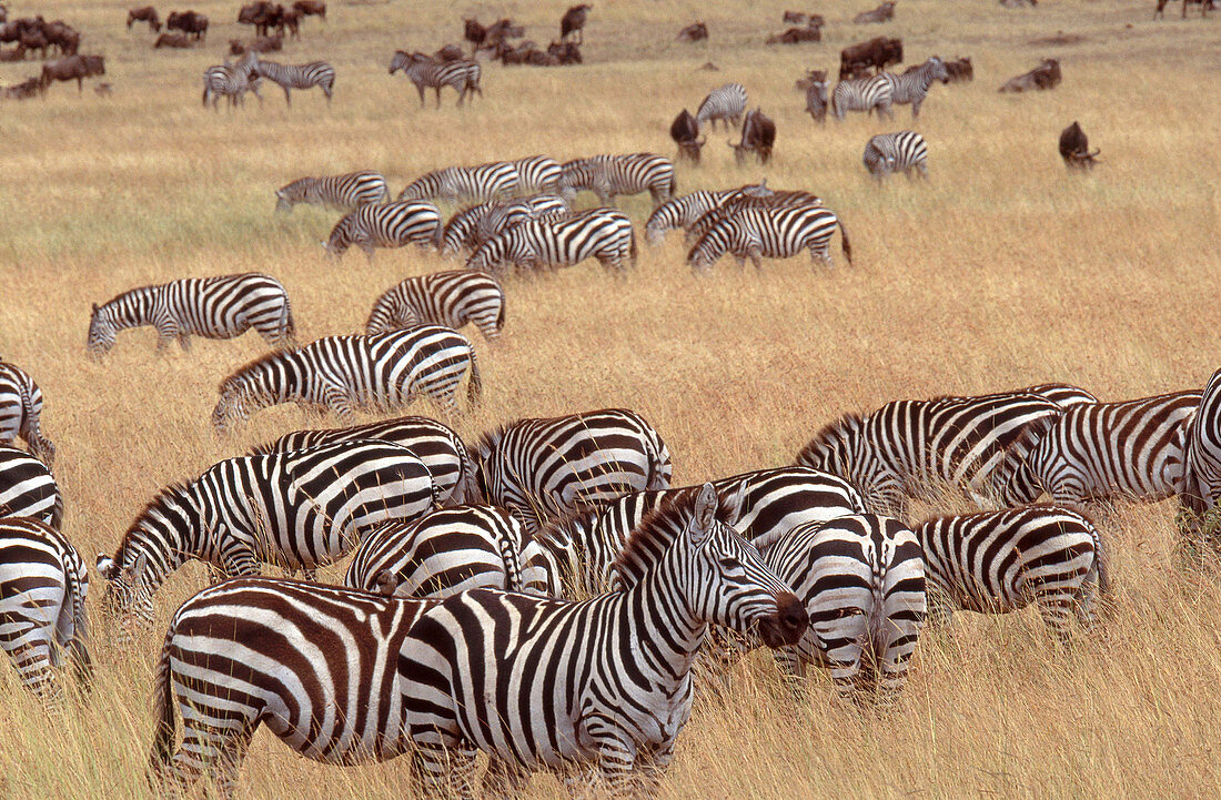 Grant's Zebra (Equus burchelli boehmi)