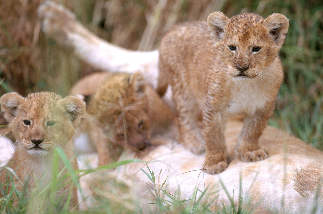 African Lion cubs (Panthera leo)