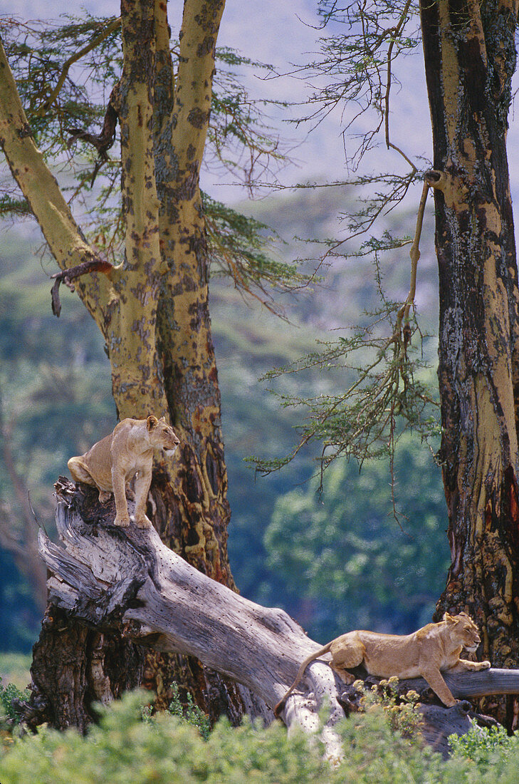 African lions,Tanzania