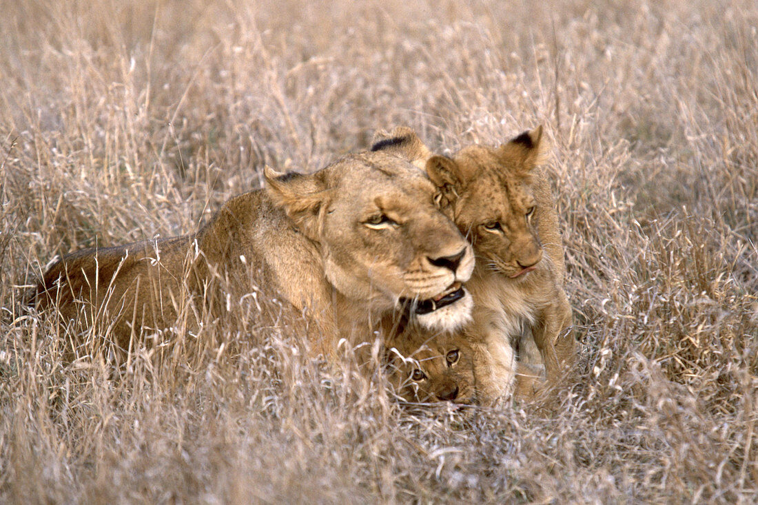 African Lion and cub (Panthera leo)