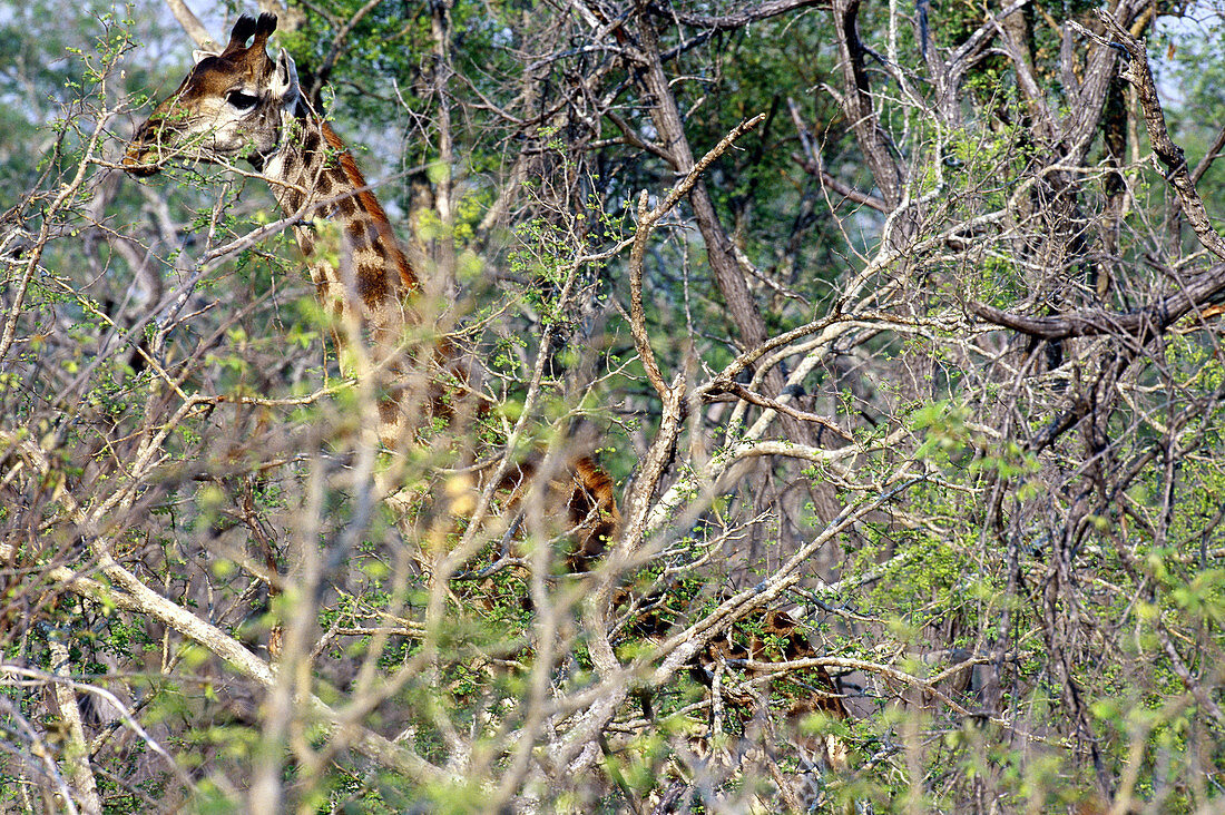 South African Giraffe,Phinda Preserve