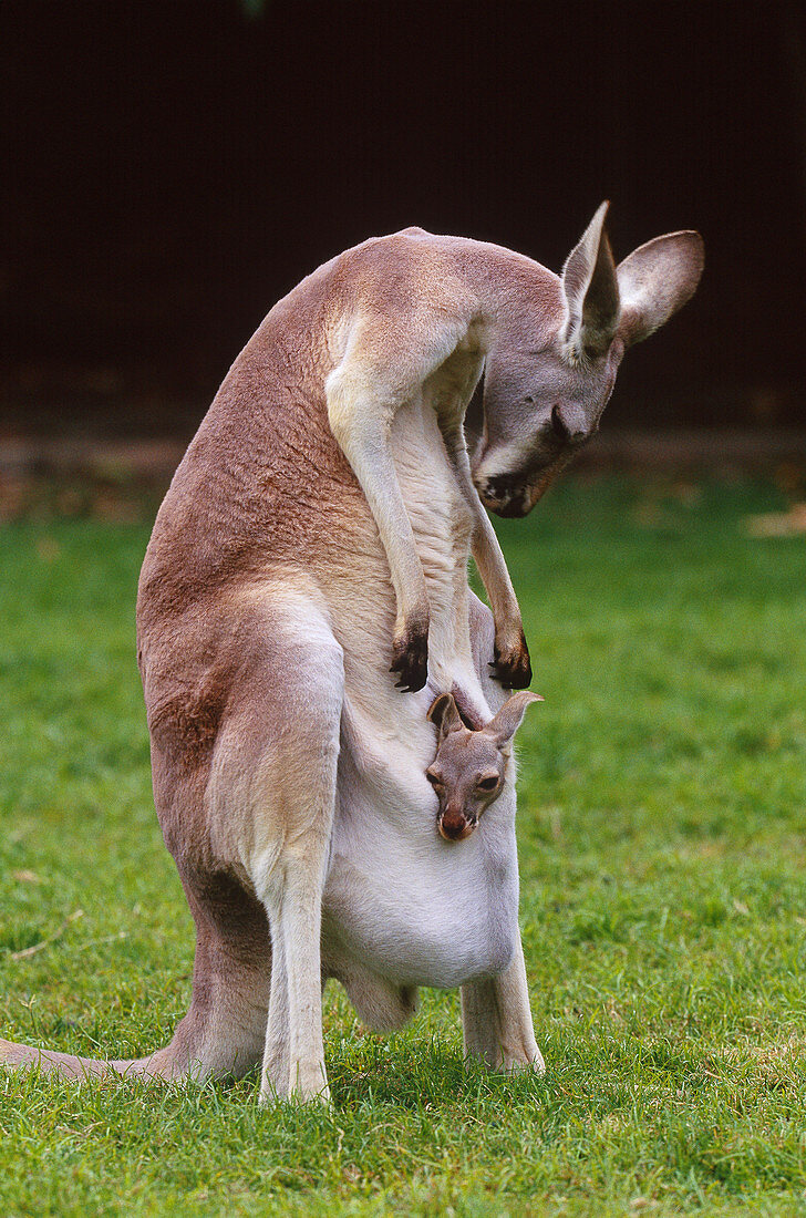Red kangaroo mother and young,Australia