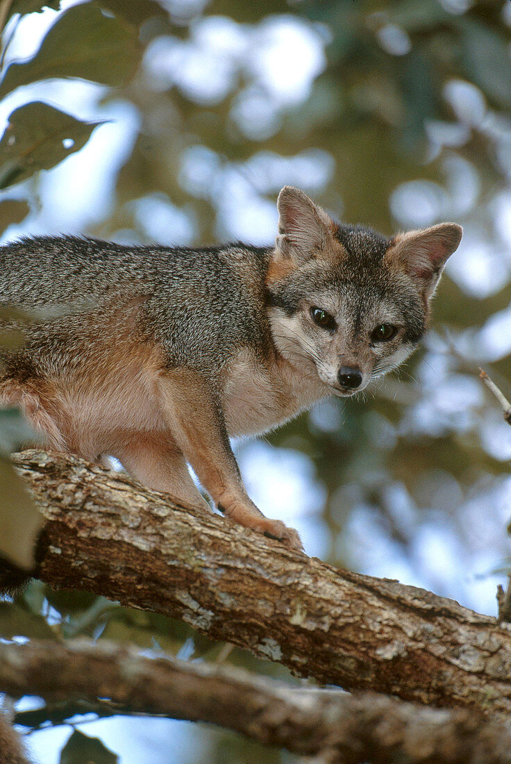 Gray Fox in a Tree
