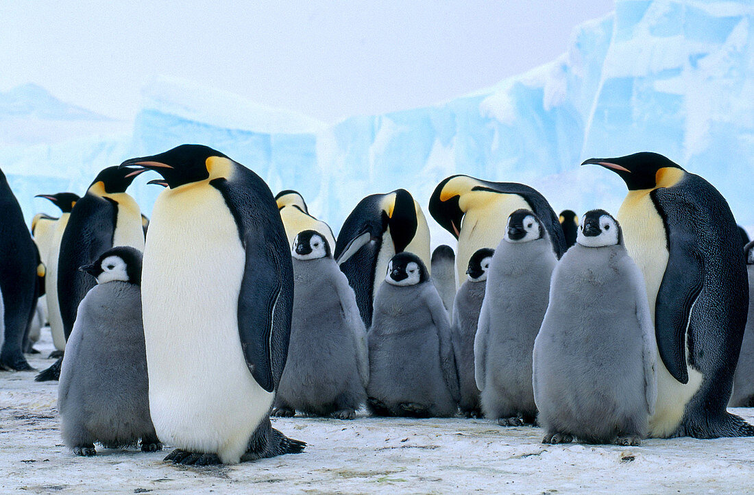 Emperor Penguin adults with young