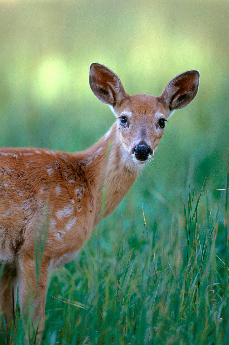 White-tailed Deer (Odocoileus virginianus