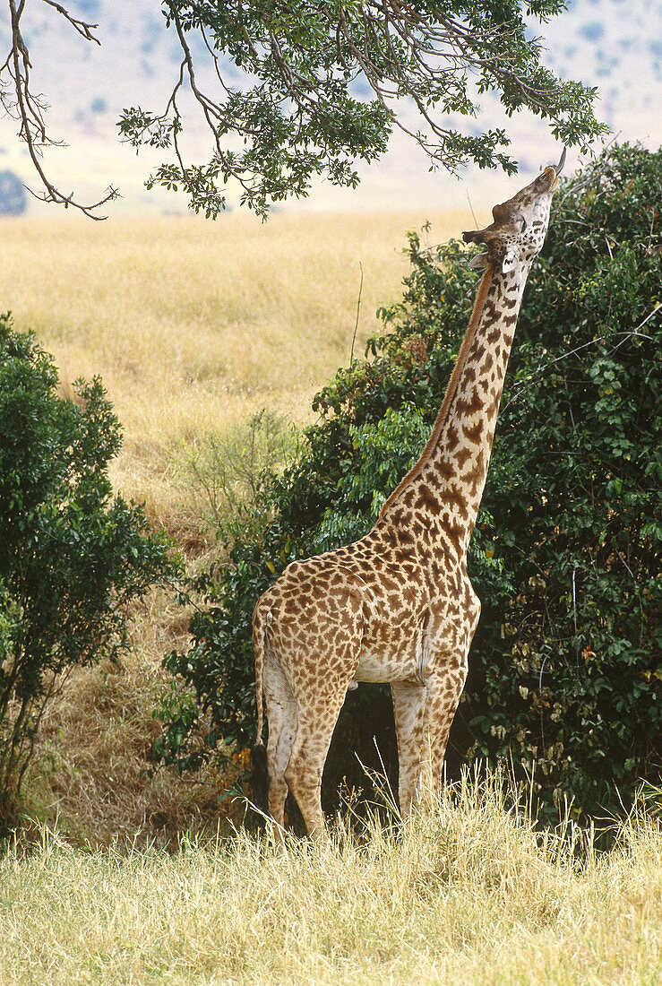 Giraffe (Giraffa camelopardalis tippelski