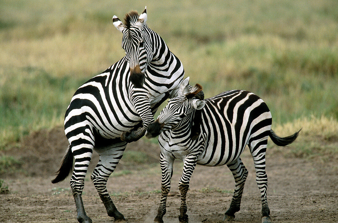 Grant's Zebras