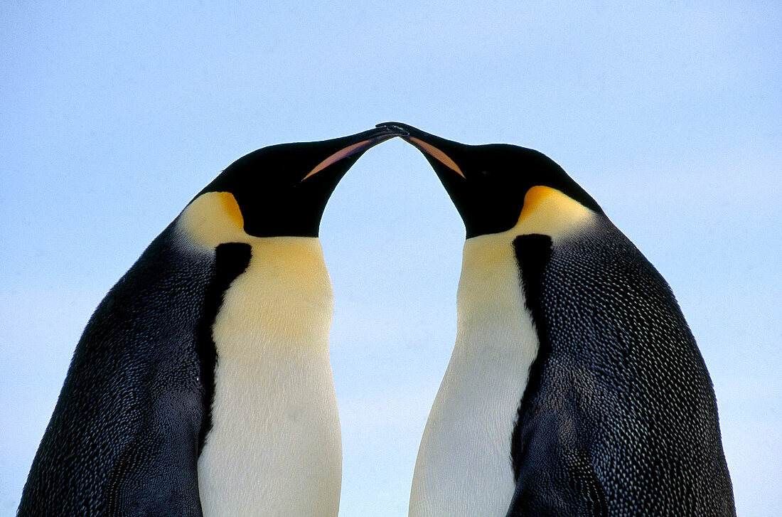Emperor Penguins touching beaks