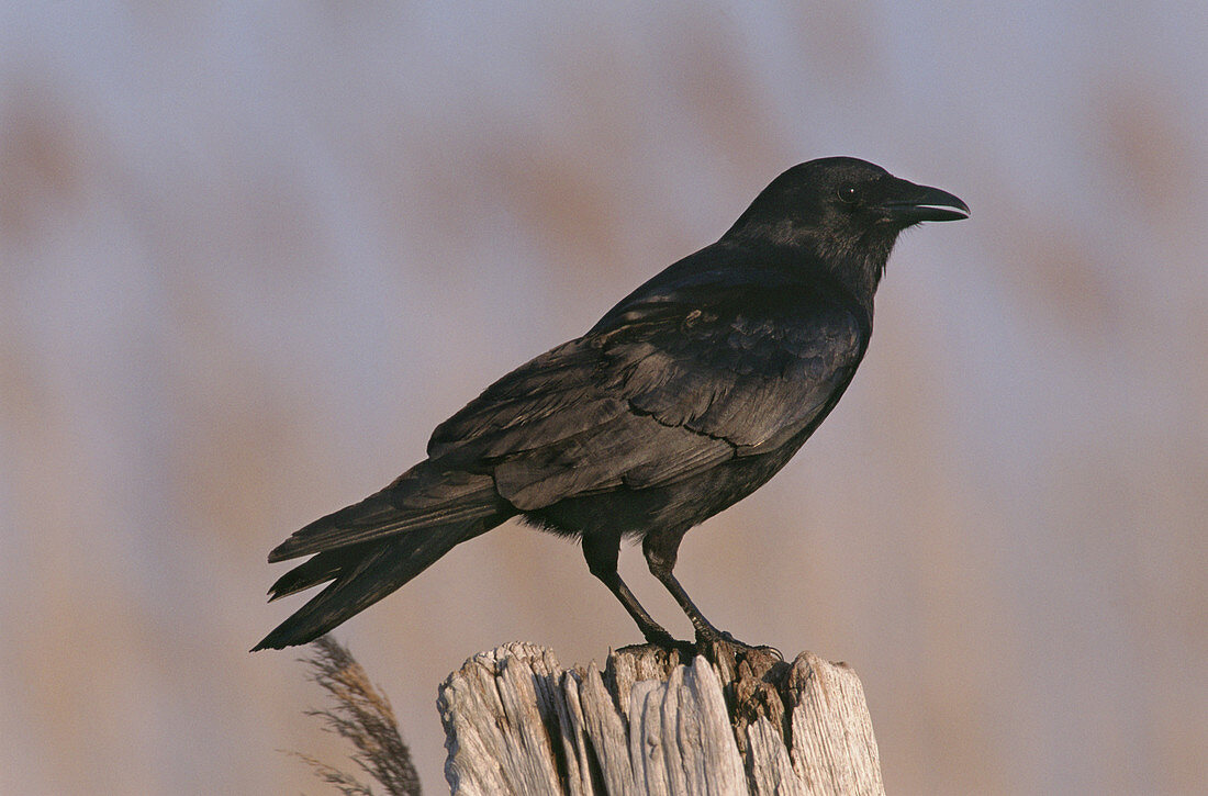 Common crow,New Jersey