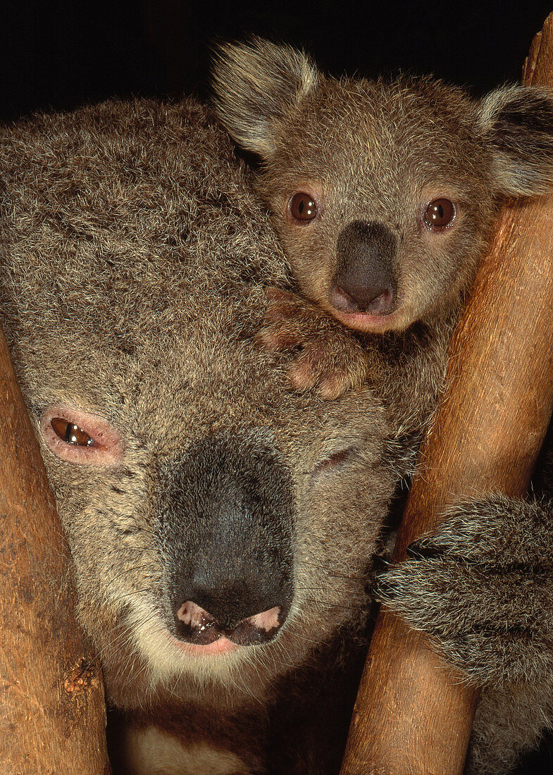 Koala with Young