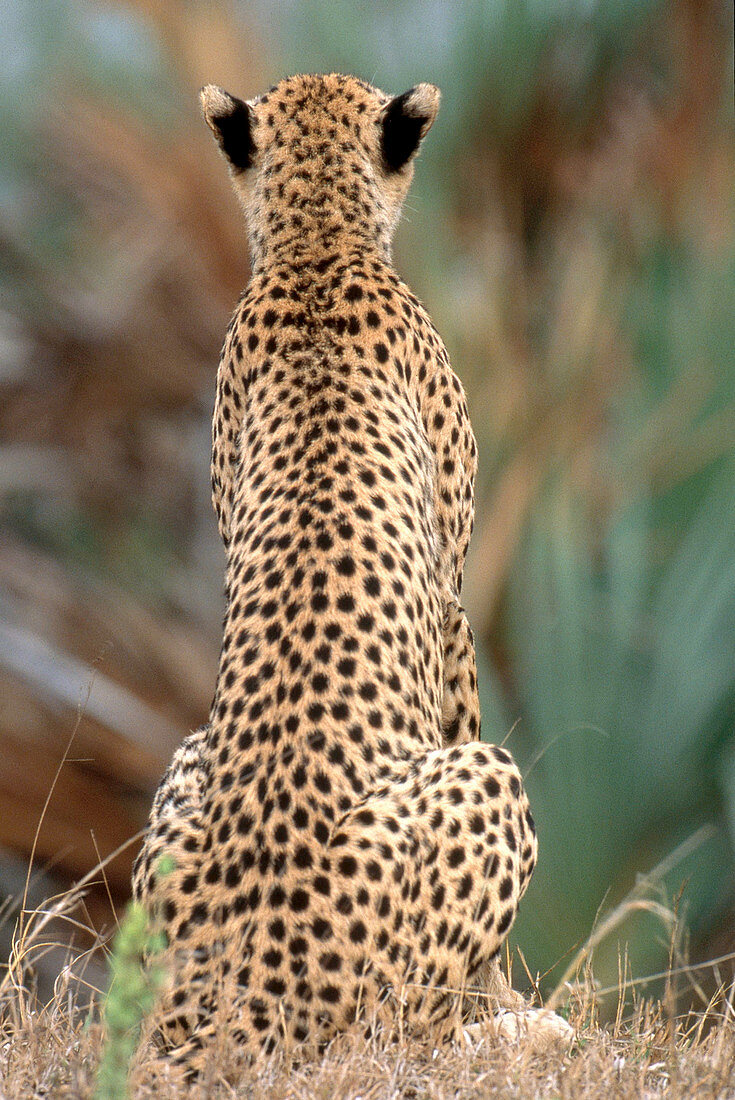 Cheetah (Acinonyx jubatus)