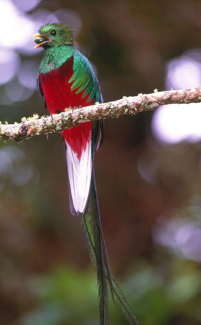 Resplendent Quetzal