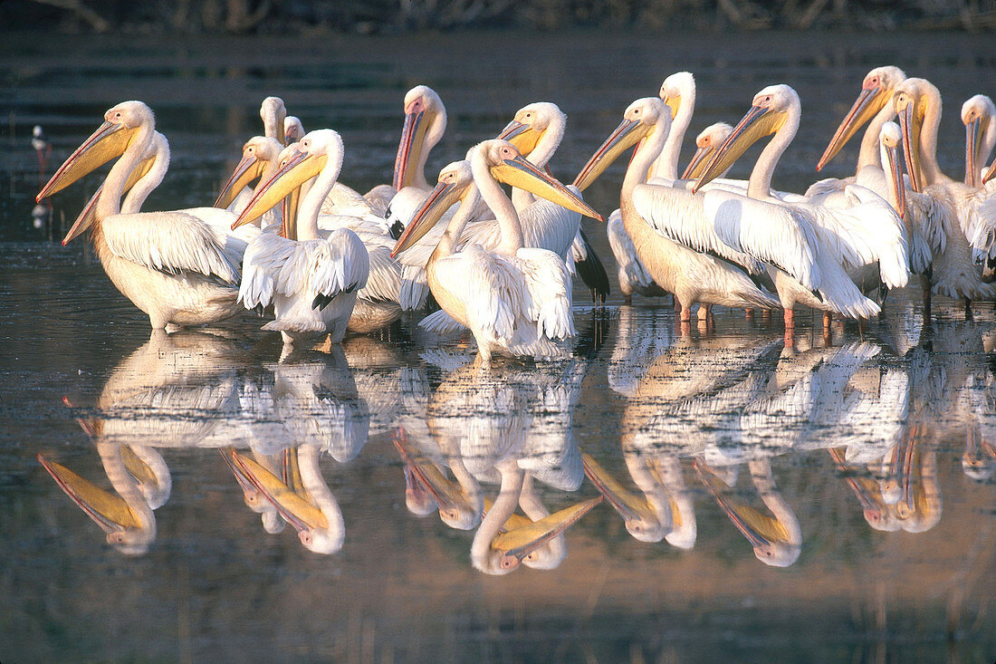White Pelicans in South Africa