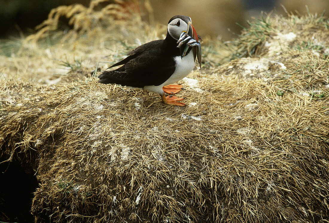 Atlantic Puffin with fish