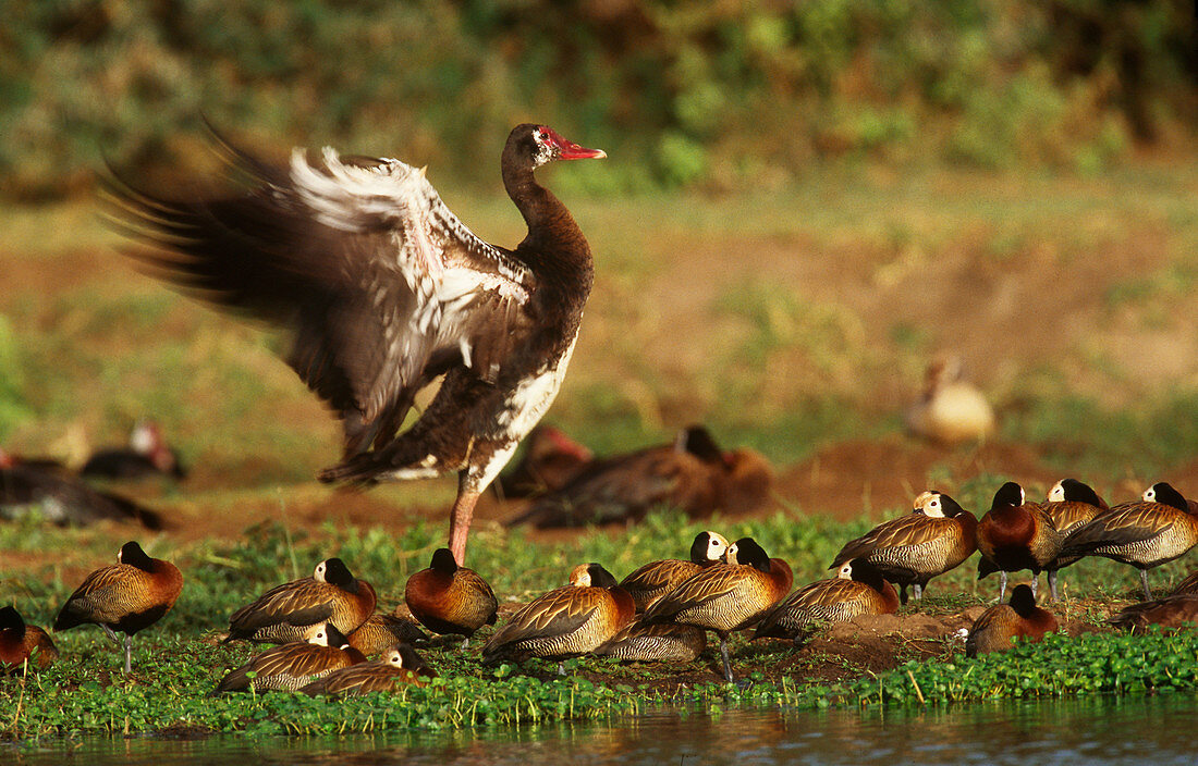 Gambian Spur-Winged Geese