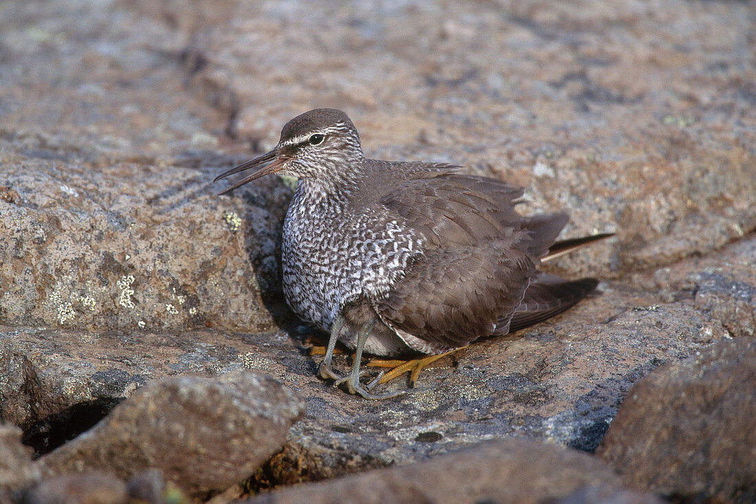 Wandering Tattler with Chick