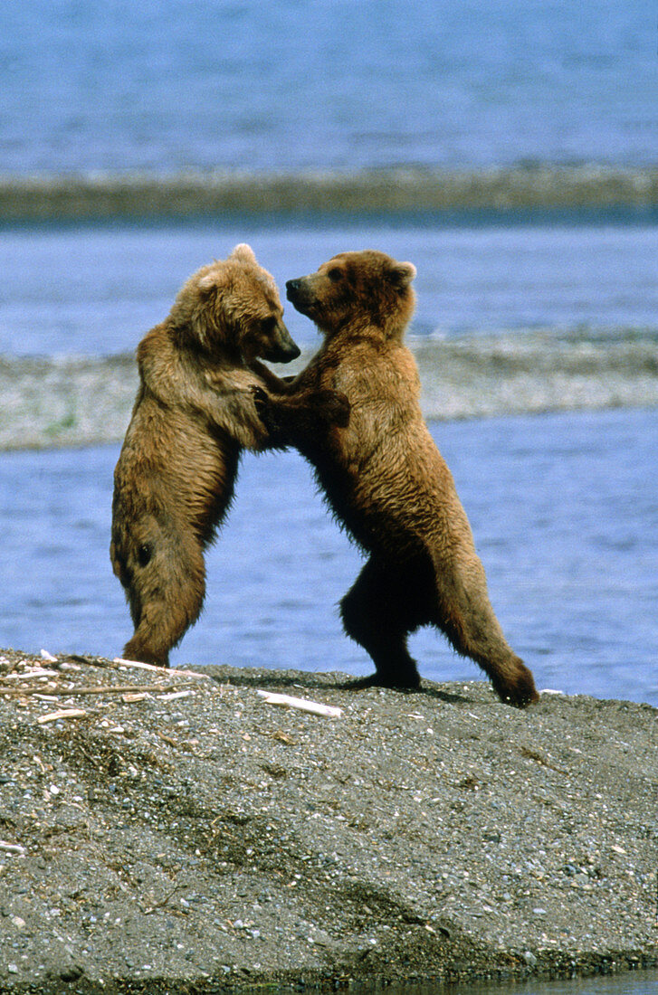 Grizzly Bears (Ursus arctos) playing
