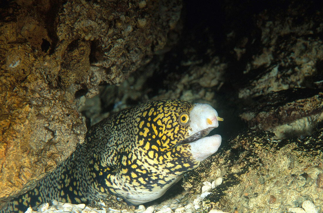 Starry or Snowflake Moray
