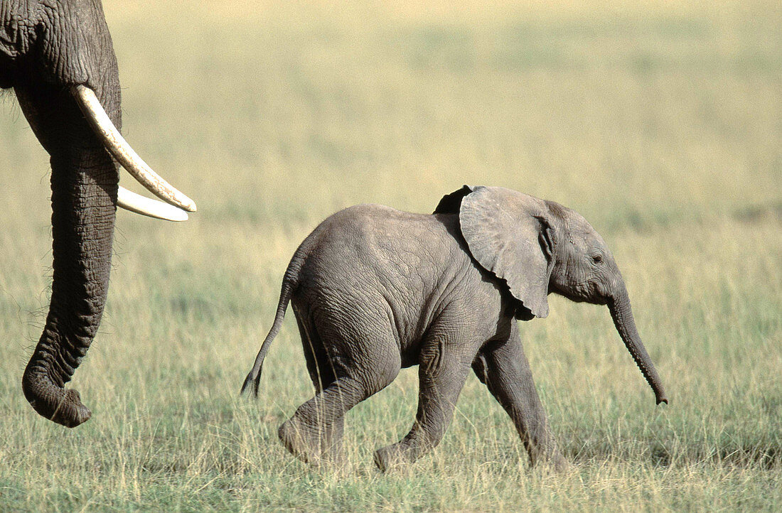 Elephant calf (Loxodonta africana)