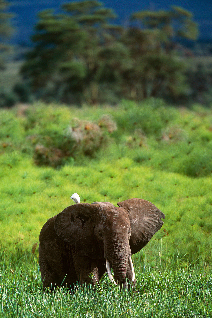 African Elephant With Cattle Egret