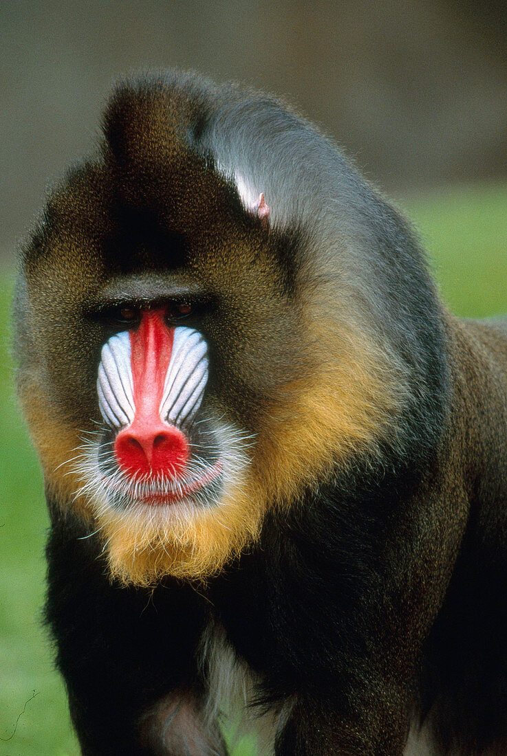 Mandrill