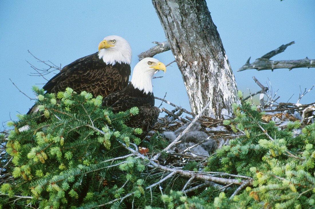 Bald Eagles on nest