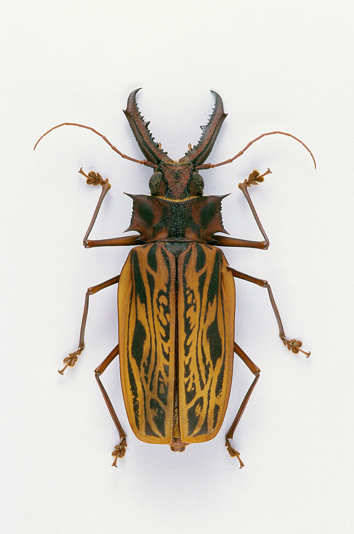 Giant Prionin Beetle