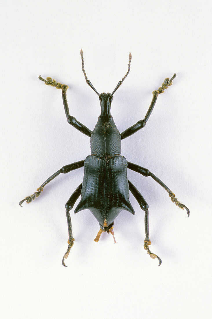 Broad-nosed Weevil