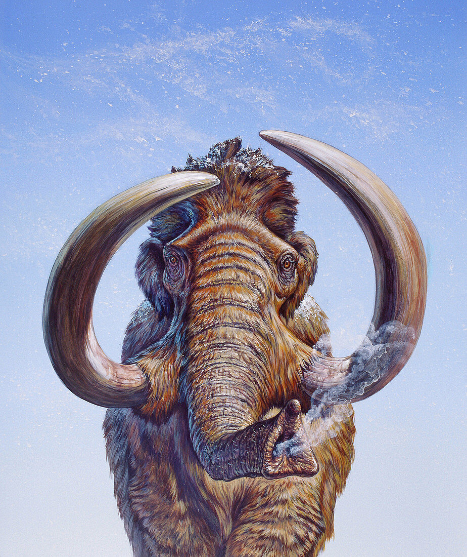 Woolly Mammoth